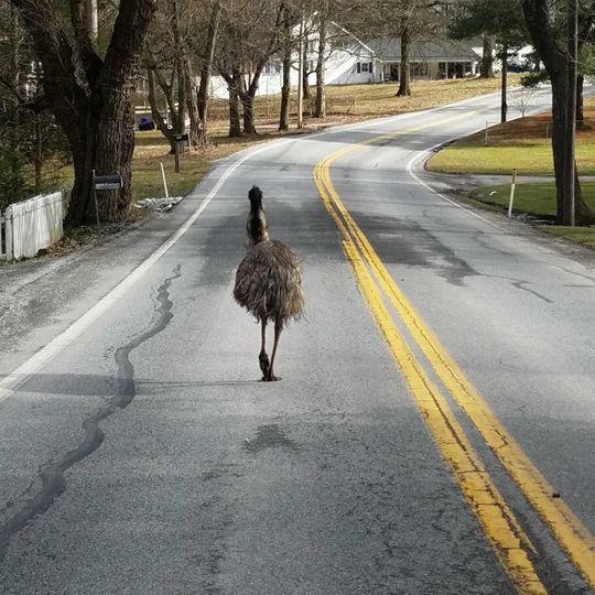 emu